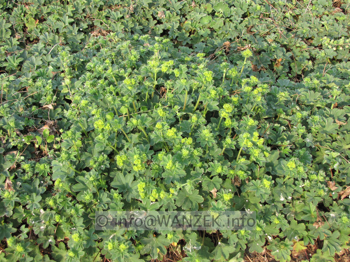 Alchemilla erythropoda - flaechig.JPG